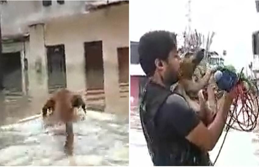 रिपोर्टर ने बचाई कुत्ते की जान। (Photo Source: Youtube)
