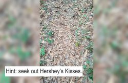 इस तस्वीर में छिपा हुआ है सांप, ढूंढकर दिखाओ तो जानें