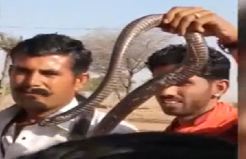 मोबाइल में सांप का वीडियो बनवाता बाबूलाल जाट। (फोटो- स्क्रीनशॉट)