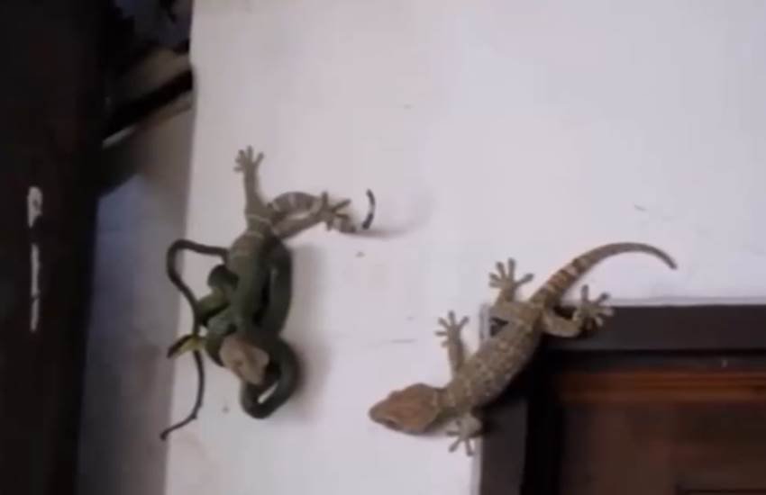 कैमरे में कैद हुई सांप और छिपकली की खौफनाक लड़ाई। (Photo Source: Screengrab/youtube)