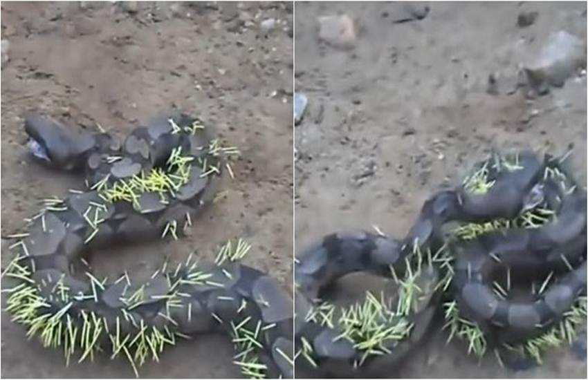 सांप ने की साही को खाने की कोशिश तो हुआ ऐसा हाल। (Photo Source: Videograb/Youtube)