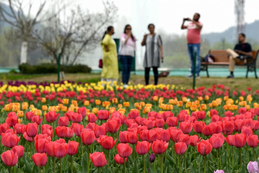 tourist attractions, Kashmir Valley, Asia’s largest, varieties of Tulip, tulips, Hyacinths, Narcis, Daffodil flowers, 15 day’s musical festival, Cultural Academy while visitors, JKTDC, Handicrafts Department, Mir, Secretary Tourism, Farooq Ahmed Shah, public ,Tulip Garden, tourism promotion, visitors, season, jansatta, latest news, news hindi