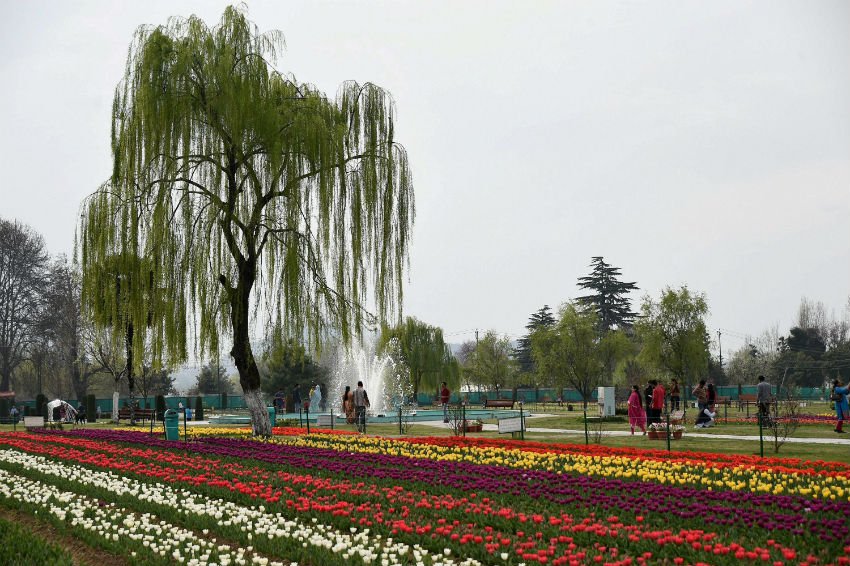tourist attractions, Kashmir Valley, Asia’s largest, varieties of Tulip, tulips, Hyacinths, Narcis, Daffodil flowers, 15 day’s musical festival, Cultural Academy while visitors, JKTDC, Handicrafts Department, Mir, Secretary Tourism, Farooq Ahmed Shah, public ,Tulip Garden, tourism promotion, visitors, season, jansatta, latest news, news hindi