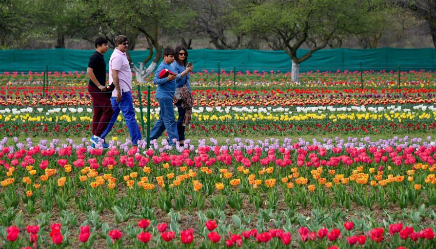 tourist attractions, Kashmir Valley, Asia’s largest, varieties of Tulip, tulips, Hyacinths, Narcis, Daffodil flowers, 15 day’s musical festival, Cultural Academy while visitors, JKTDC, Handicrafts Department, Mir, Secretary Tourism, Farooq Ahmed Shah, public ,Tulip Garden, tourism promotion, visitors, season, jansatta, latest news, news hindi