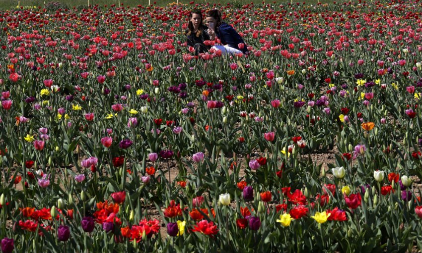 tourist attractions, Kashmir Valley, Asia’s largest, varieties of Tulip, tulips, Hyacinths, Narcis, Daffodil flowers, 15 day’s musical festival, Cultural Academy while visitors, JKTDC, Handicrafts Department, Mir, Secretary Tourism, Farooq Ahmed Shah, public ,Tulip Garden, tourism promotion, visitors, season, jansatta, latest news, news hindi