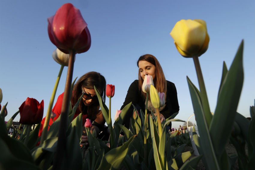 tourist attractions, Kashmir Valley, Asia’s largest, varieties of Tulip, tulips, Hyacinths, Narcis, Daffodil flowers, 15 day’s musical festival, Cultural Academy while visitors, JKTDC, Handicrafts Department, Mir, Secretary Tourism, Farooq Ahmed Shah, public ,Tulip Garden, tourism promotion, visitors, season, jansatta, latest news, news hindi