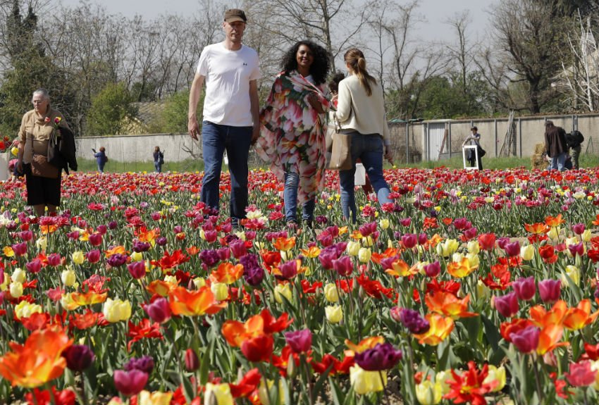 tourist attractions, Kashmir Valley, Asia’s largest, varieties of Tulip, tulips, Hyacinths, Narcis, Daffodil flowers, 15 day’s musical festival, Cultural Academy while visitors, JKTDC, Handicrafts Department, Mir, Secretary Tourism, Farooq Ahmed Shah, public ,Tulip Garden, tourism promotion, visitors, season, jansatta, latest news, news hindi