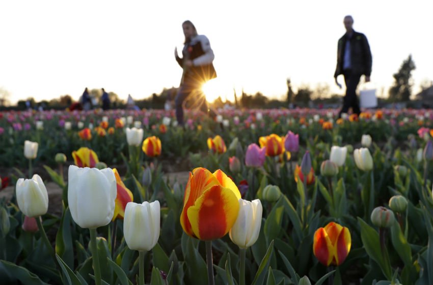 tourist attractions, Kashmir Valley, Asia’s largest, varieties of Tulip, tulips, Hyacinths, Narcis, Daffodil flowers, 15 day’s musical festival, Cultural Academy while visitors, JKTDC, Handicrafts Department, Mir, Secretary Tourism, Farooq Ahmed Shah, public ,Tulip Garden, tourism promotion, visitors, season, jansatta, latest news, news hindi