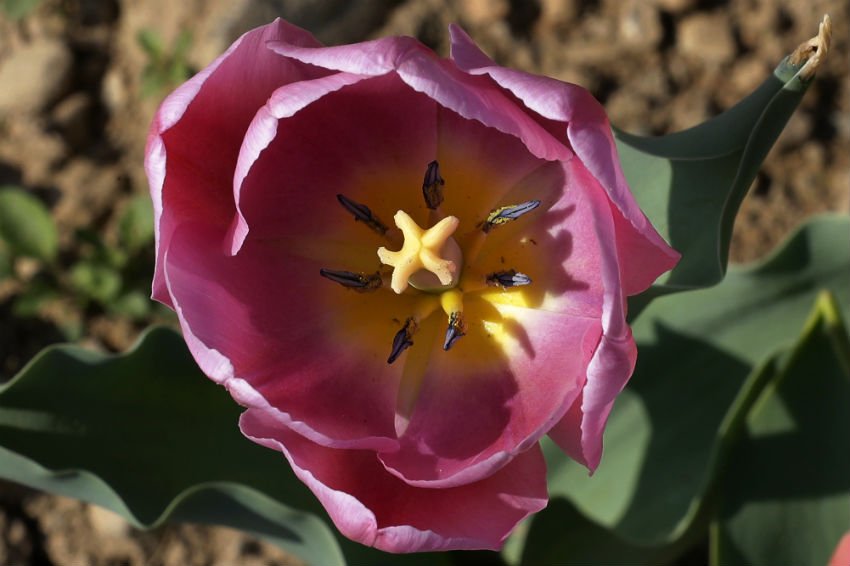 tourist attractions, Kashmir Valley, Asia’s largest, varieties of Tulip, tulips, Hyacinths, Narcis, Daffodil flowers, 15 day’s musical festival, Cultural Academy while visitors, JKTDC, Handicrafts Department, Mir, Secretary Tourism, Farooq Ahmed Shah, public ,Tulip Garden, tourism promotion, visitors, season, jansatta, latest news, news hindi