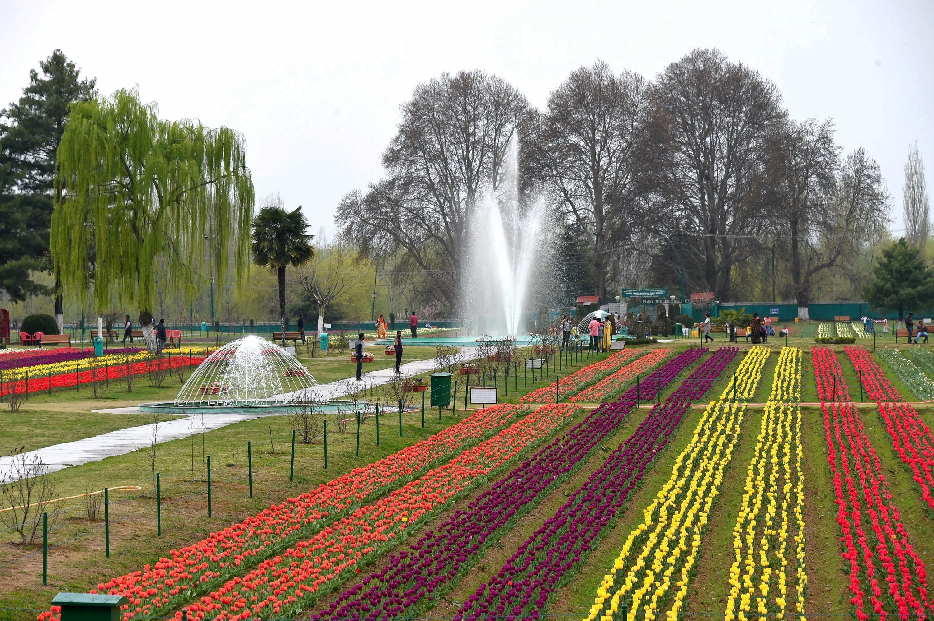 tourist attractions, Kashmir Valley, Asia’s largest, varieties of Tulip, tulips, Hyacinths, Narcis, Daffodil flowers, 15 day’s musical festival, Cultural Academy while visitors, JKTDC, Handicrafts Department, Mir, Secretary Tourism, Farooq Ahmed Shah, public ,Tulip Garden, tourism promotion, visitors, season, jansatta, latest news, news hindi