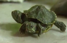turtle with sir legs and two head