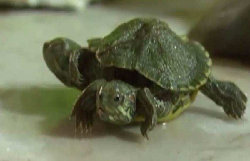 turtle with sir legs and two head
