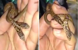 दो सिर वाले इस सांप को देखकर रह जाएंगे हैरान, केवल एक ही मुंह से है डसता, जानिए इसकी खूबियां