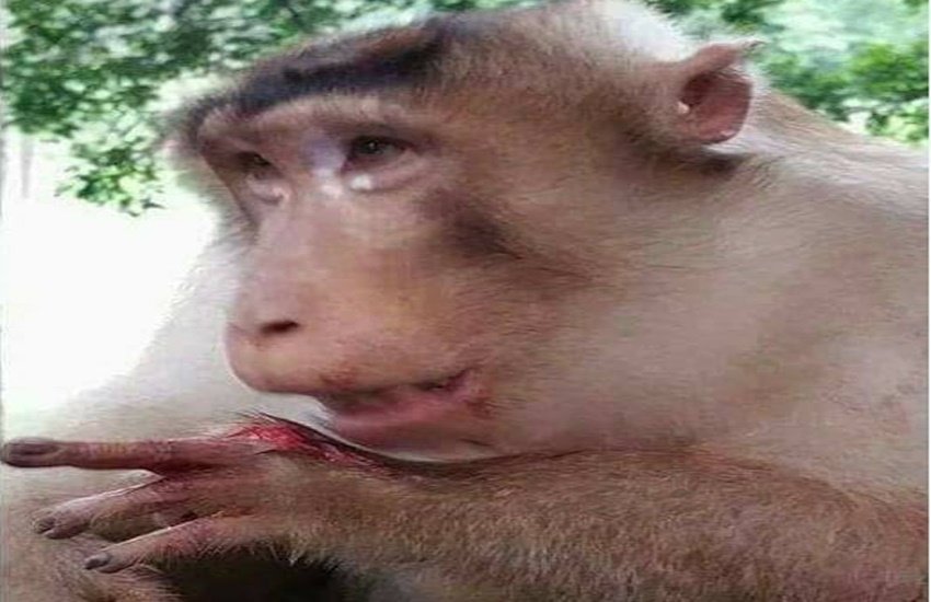 इसके साथ ही बंदर की कुछ फोटो भी फेसबुक पर डाली गईं, जिसमें साफ देखा जा सकता है कि बंदर को काफी चोंटे आई हैं। (Photo Source: Facebook)