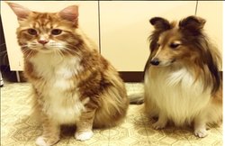 क्या यह है दुनिया की सबसे बड़ी बिल्ली? लंबाई में कुत्तों को दे रही मात