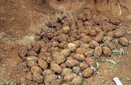 पुलिस घटनास्थल पर पहुंची और उसने जमीन खोदकर हथगोलों को बाहर निकाला।