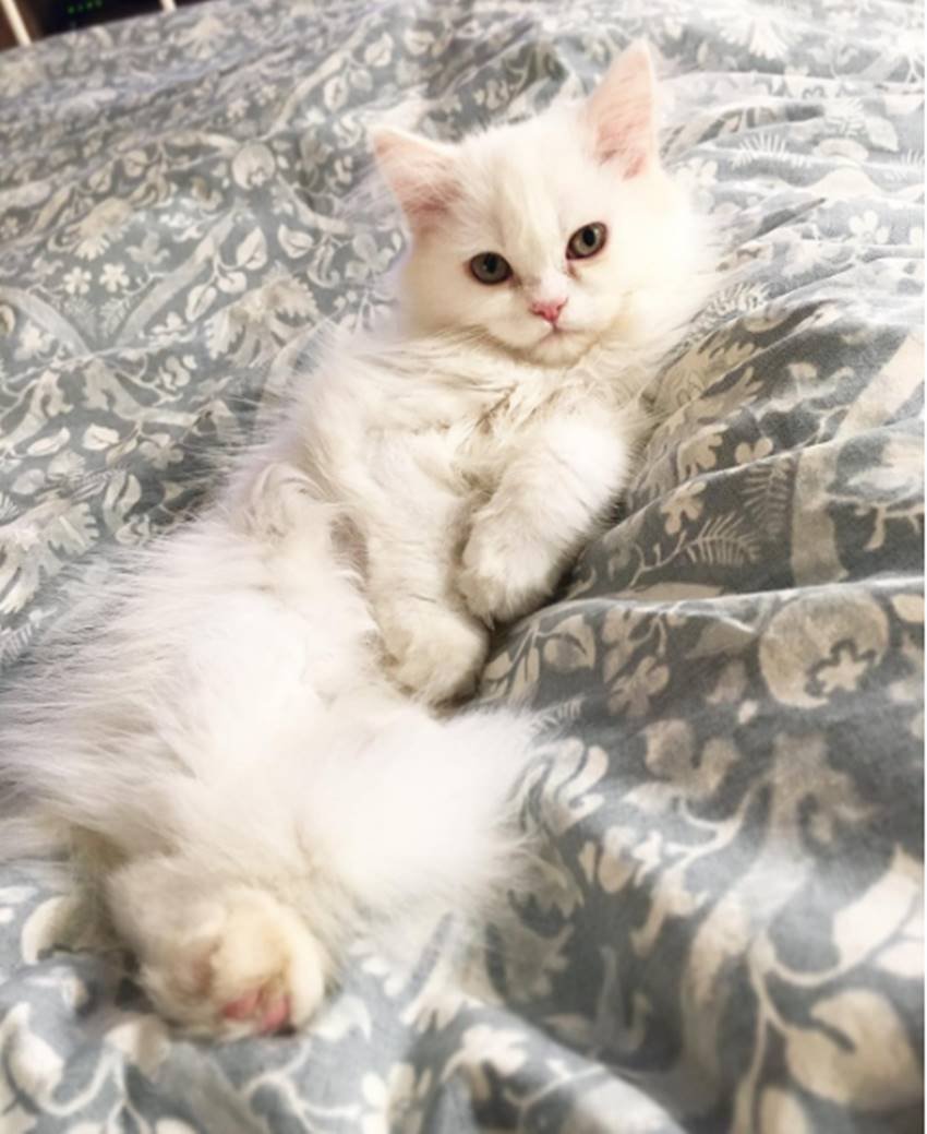 alia bhatt, alia bhatt 24 birthday, alia birthday girft, alia share a picture of kitten, alia loves pets, alia bhatt movies, alia bhatt films, jansatta, jansatta online