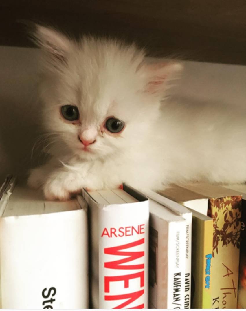 alia bhatt, alia bhatt 24 birthday, alia birthday girft, alia share a picture of kitten, alia loves pets, alia bhatt movies, alia bhatt films, jansatta, jansatta online