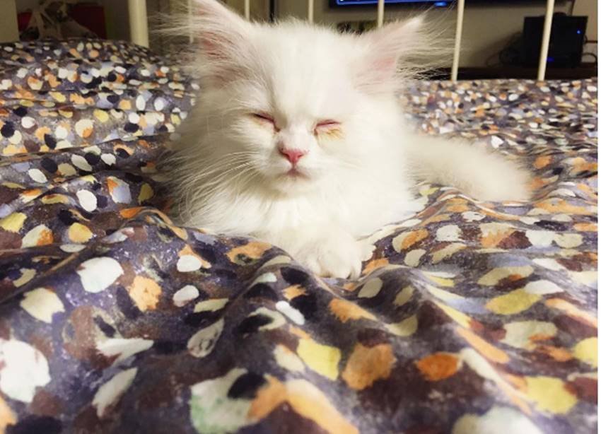 alia bhatt, alia bhatt 24 birthday, alia birthday girft, alia share a picture of kitten, alia loves pets, alia bhatt movies, alia bhatt films, jansatta, jansatta online