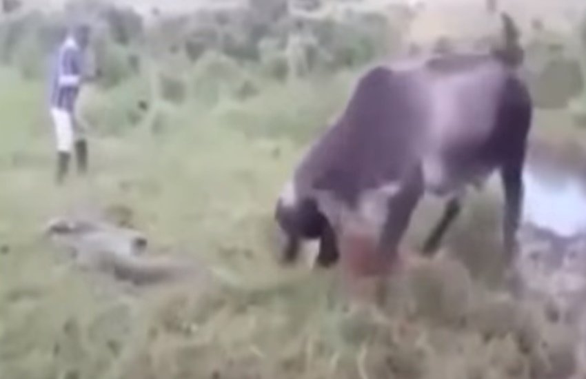 वह बच्चे को निगलने के लिए अपना मुंह खोलता है कि गाय उसपर हमला कर देती है।