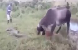 वीडियो: अपने बच्चे की मौत का बदला लेने के लिए विशाल एनाकोंडा से भिड़ गई गाय