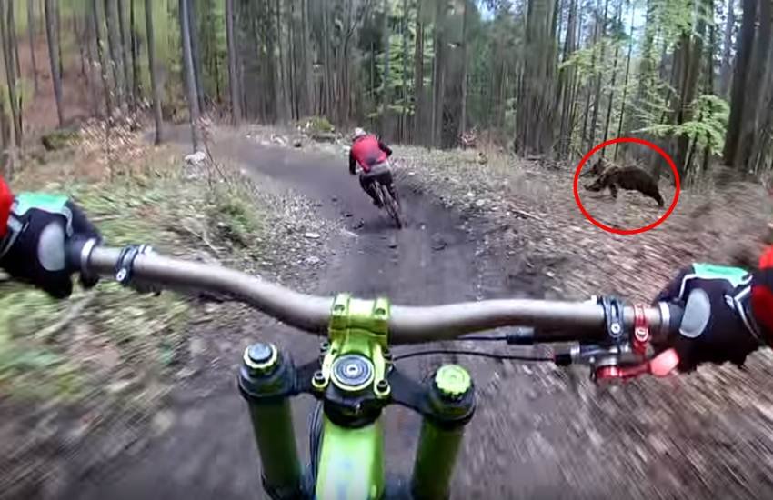 साइक्लिस्टों के पास पहुुंचने की कोशिश करता भालू। (Source: Youtube/Video Grab) साइक्लिस्टों के पास पहुुंचने की कोशिश करता भालू। (Source: Youtube/Video Grab)