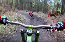 जंगल में साइकिल चला रहे शख्स के पीछे पड़ गया भालू, देखिए Viral Video