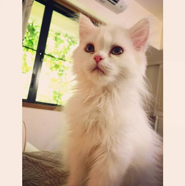 alia bhatt, alia bhatt 24 birthday, alia birthday girft, alia share a picture of kitten, alia loves pets, alia bhatt movies, alia bhatt films, jansatta, jansatta online