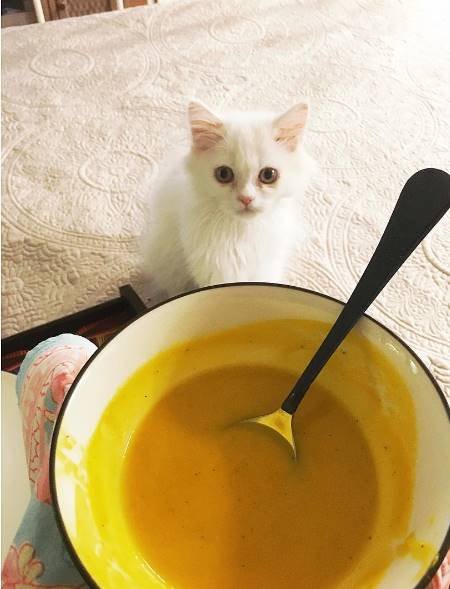 alia bhaalia bhatt, alia bhatt 24 birthday, alia birthday girft, alia share a picture of kitten, alia loves pets, alia bhatt movies, alia bhatt films, jansatta, jansatta onlinett, alia bhatt 24 birthday, alia birthday girft, alia share a picture of kitten, alia loves pets, alia bhatt movies, alia bhatt films, jansatta, jansatta online