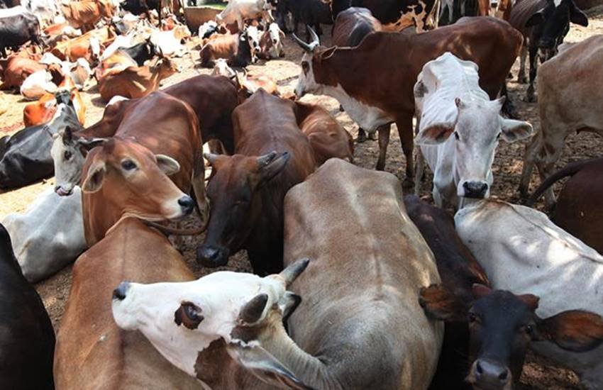 Animal slaughter, Cow slaughter, Meghalaya bjp, Meghalaya, BJP leader, Beef, Beef ban, Cheaper Beef, Hindi News, latest Hindi News, Jansatta