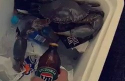 VIDEO: दो सेकेंड में केकड़े ने खोल दिया बीयर की बोतल का ढक्‍कन, वायरल हुई पोस्‍ट