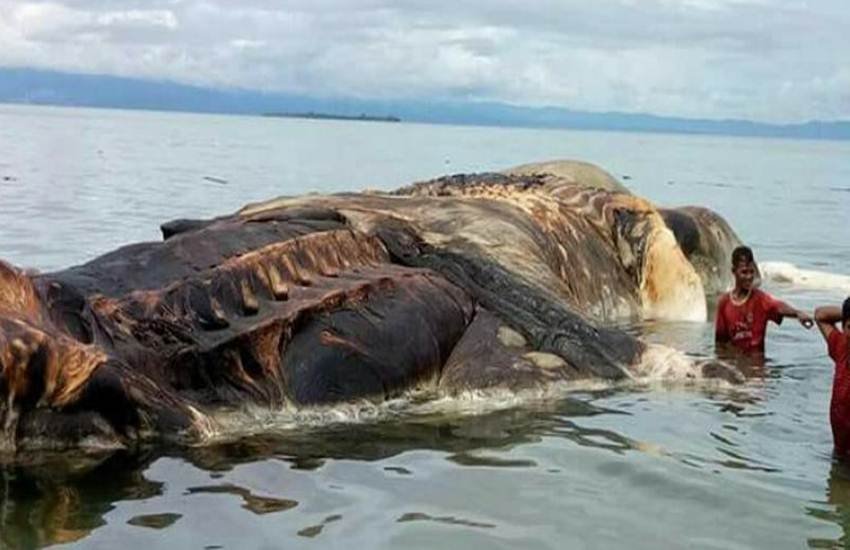 स्थानीय लोगों का कहना है कि उन्होंने ऐसा जीव पहले कभी नहीं देखा (फोटो सोर्स फेसबुक)