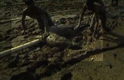 मगरमच्छ की जान बचाने को अपनी जान पर खेल गए भारत के ये बहादुर किसान, देखिए VIDEO