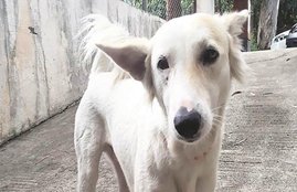 dog, dog crying in front at home, home dog, bad luck, कुत्ते, घर के सामने रो रहा है कुत्ता