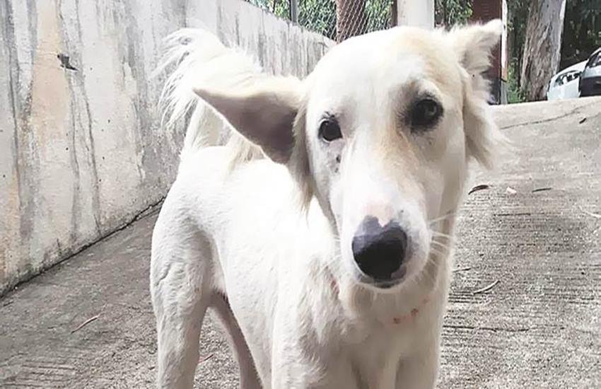 dog, dog crying in front at home, home dog, bad luck, कुत्ते, घर के सामने रो रहा है कुत्ता