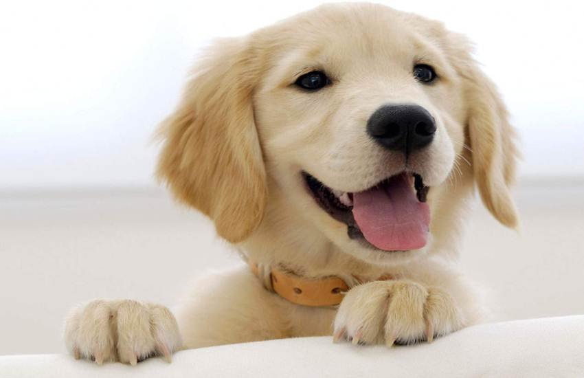 Dogs, Dogs and zodiac, Dogs and astrology, Dogs facts, Dogs benefits, Dogs signs, Dogs in home, Dogs and grah dosh, Grah Dosh, Grah Dosh and dog, Grah Dosh facts, Grah Dosh solution, Astrology news