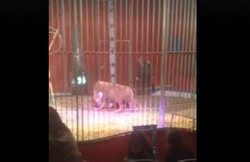 शेर ने टेमर को मुंह में दबोचा, फिर ऐसे बची जान…वीडियो वायरल