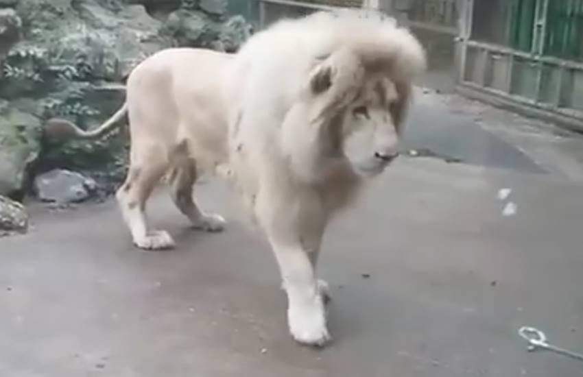 बुलबुले को देख कर चौंक पड़ा शेर। (Source: Video Grab)