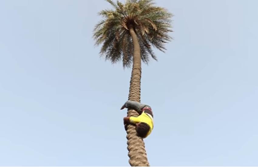 उल्टा पेड़ पर चढ़ जाता है यह शख्स। (Photo Source: Videograb)