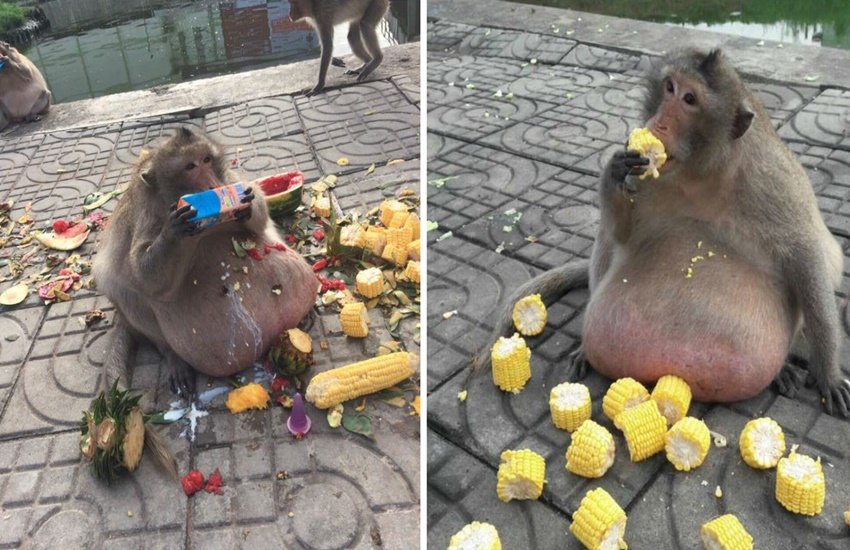 ज्यादा खाने की वजह से हुआ बंदर का बढ़ गया वजन। (Photo Source: Facebook/คนรักลิงหัวใจแกร่ง)