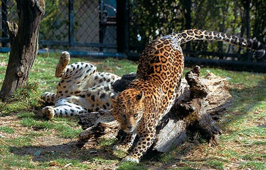 राष्ट्रीय हरित अधिकरण (एनजीटी) ने ऊंचाई पर स्थित नैनीताल चिड़ियाघर में करीब 260 पेड़ अवैध तरीके से गिराने का आरोप लगाने वाली याचिका पर उत्तराखंड सरकार से शुक्रवार को जवाब मांगा। 