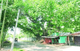 naxalbari movement 50 years no one remember the revolution
