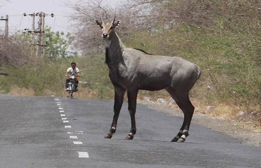 नीलगाय के शव पर अधिकार न होने से लोग सरकार की इस योजना में जरा भी रुचि नहीं दिखा रहे। (File Photo)