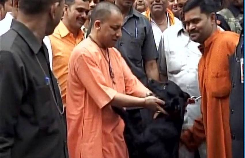 Vasundhra raje, ramashankar katheriya, uma bharti, meneka gandhi, atal bihari vajpayee, yogi adtiya nath, aditya nath dog, bjp leaders with dog, dog lovers in bjp, bjp leaders, cow vs dogs