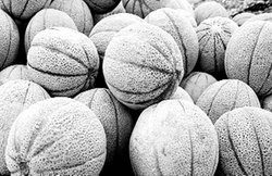 फल क्यों होते हैं धारीदार