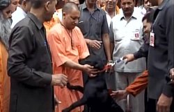 वीडियो: गोरखपुर पहुंचे आदित्य नाथ का ‘कालू’ ने अनोखे अंदाज में किया स्वागत, योगी ने दुलार कर अपने हाथों से खिलाया खाना