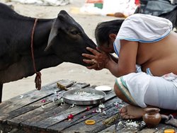 राजस्थान: गायों को तमिलनाडु ले जा रहे थे सरकारी अधिकारी, गोरक्षकों ने बरसाए पत्थर