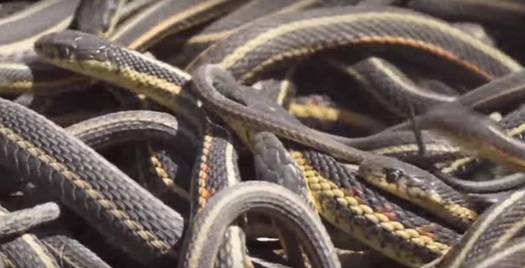 कनाडा में पाए जाने वाले गार्टर स्नेक्स में नर मादाओं के मुकाबले कम जीते है। इसके पीछे का कारण उनका अधिक सहवास करना होता है। (फोटो सोर्सः यूट्यूब)