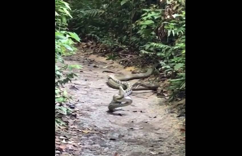 अजगर के मुकाबले किंग कोबरा काफी विषैला होता है। (Photo: Facebook By Sheldon Trollope) अजगर के मुकाबले किंग कोबरा काफी विषैला होता है। (Photo: Facebook By Sheldon Trollope)