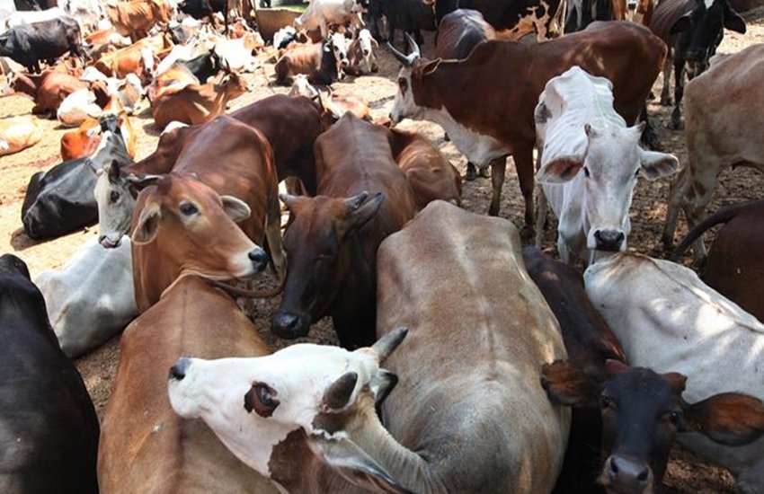 तस्वीर का इस्तेमाल प्रतीकात्मक तौर पर। (Representative Image)